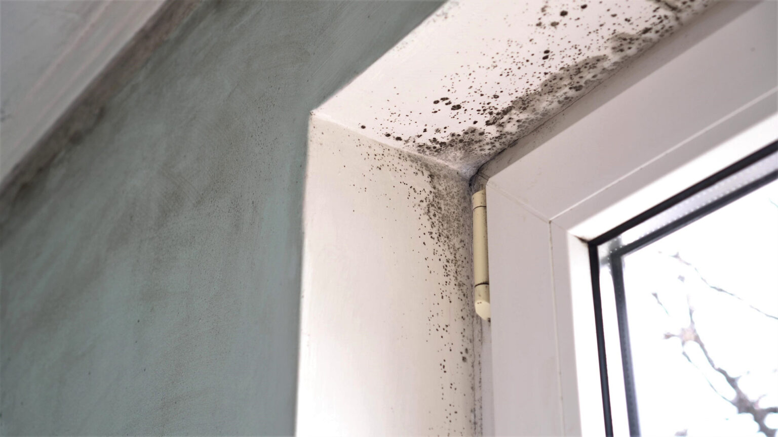 Mold, Seller must disclose